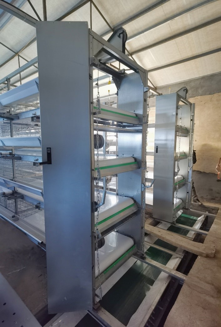 Belt Manure Removal System for Poultry Cages – Automatic Manure Cleaning Machine