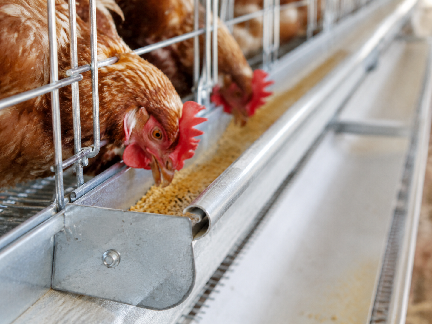anti-spill-feed-trough-rolled-edge-closeup
