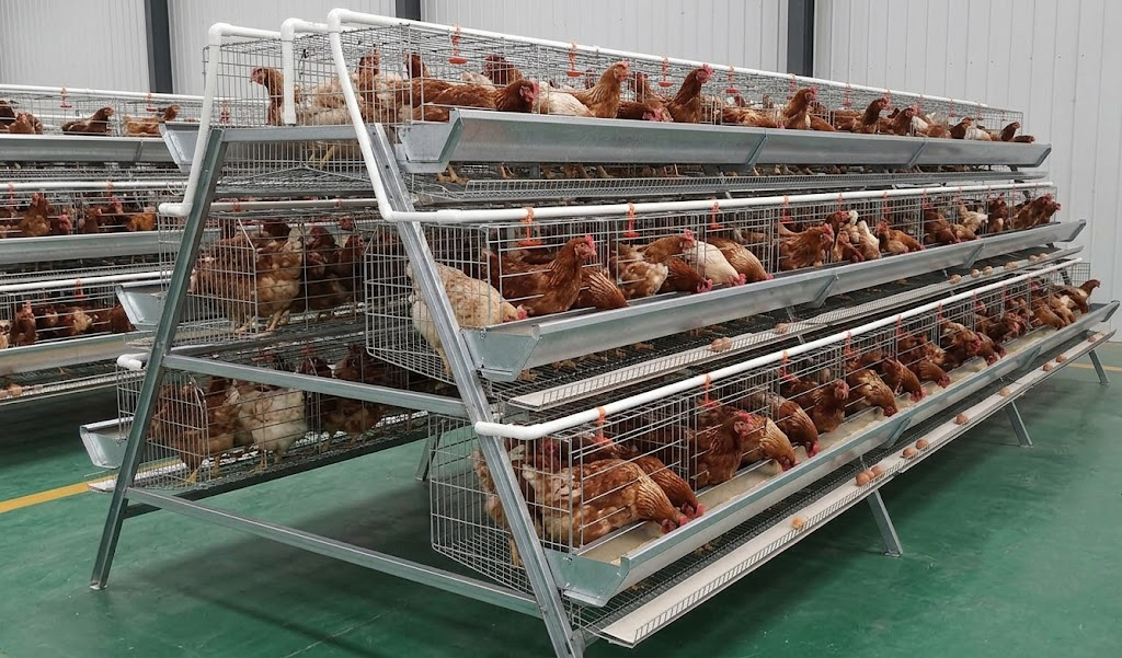 How Many Layer Cages Do You Need for 10,000 Chickens?