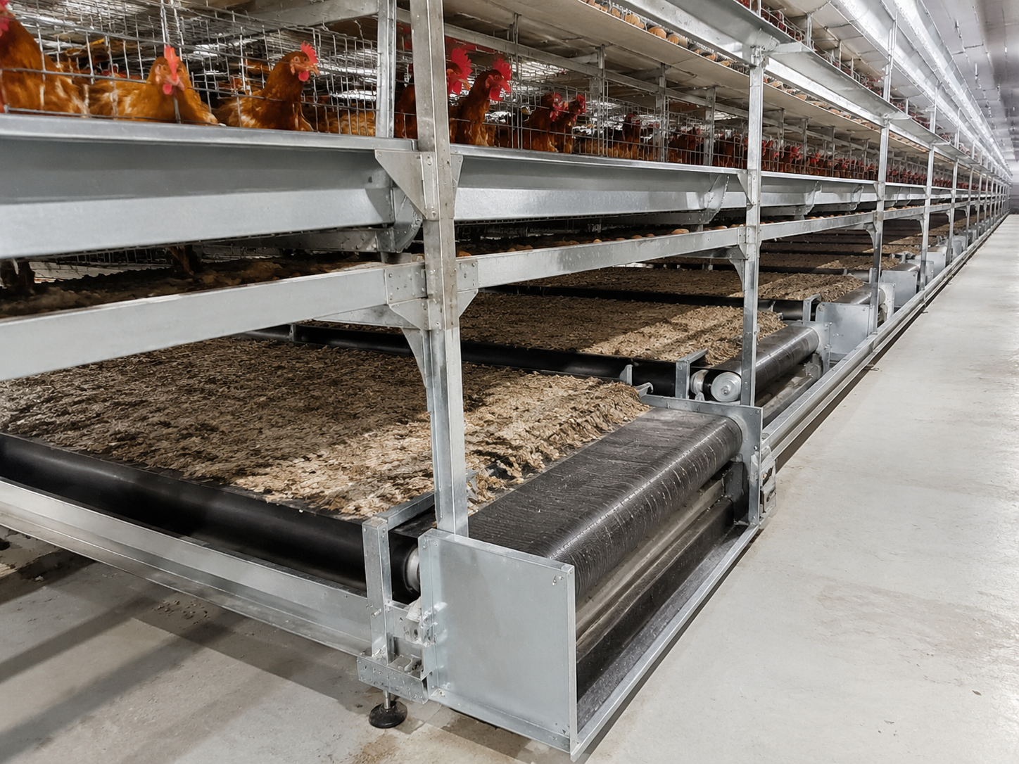 automatic-belt-manure-removal-system-dry-belt-operation
